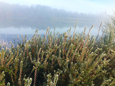 loch, tranquil, foggy, misty, morning, water, lake