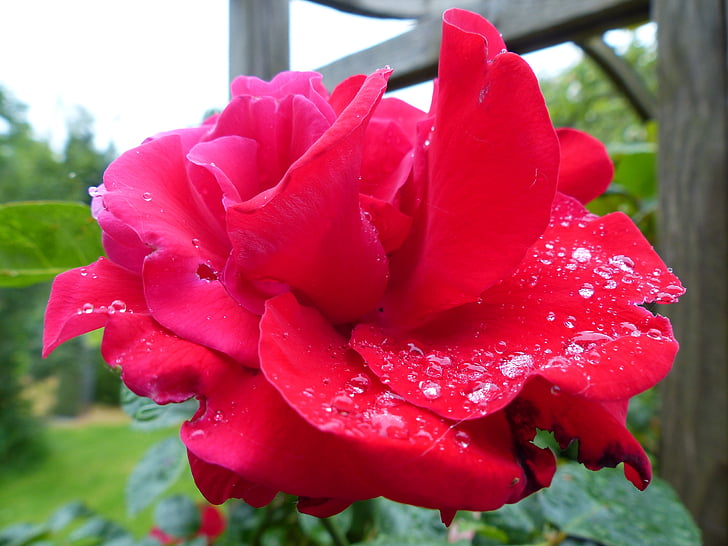 Троянда, червоний, вологі, роси, крапельне, романтичний, цвітіння