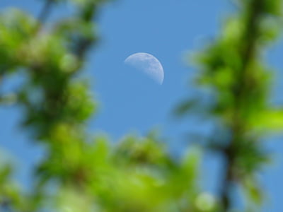 mēness, Half moon, debesis, zila, zaļa, svaigu, saulains