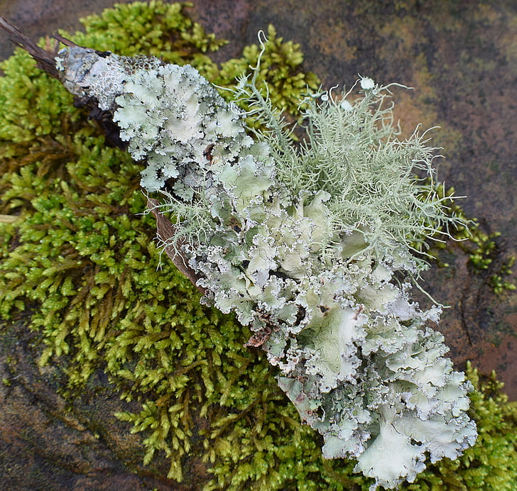 lichens with moss, lichen, symbiotic, cyanobacteria, fungi, nature, green