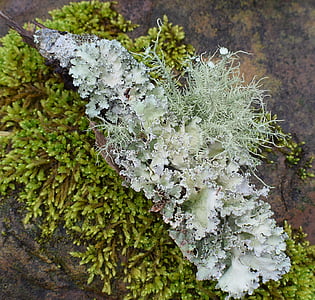 licheni con muschio, lichene, simbiotico, cianobatteri, funghi, natura, verde