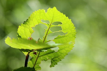 Leaf, koks, zaļa, kāpurs, Žagars, daba, ēst