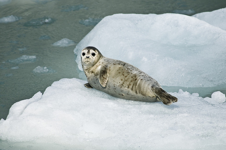 Harbor seal, щенок, отдыхает, лед, океан, Дикая природа, воды