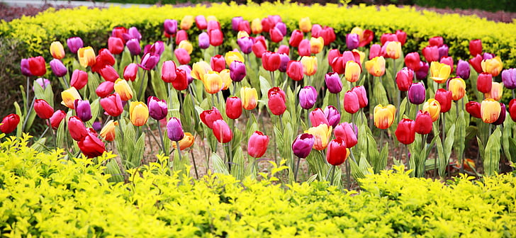flor, natural, Tulipa, groc, Prats, jardí, l'estiu