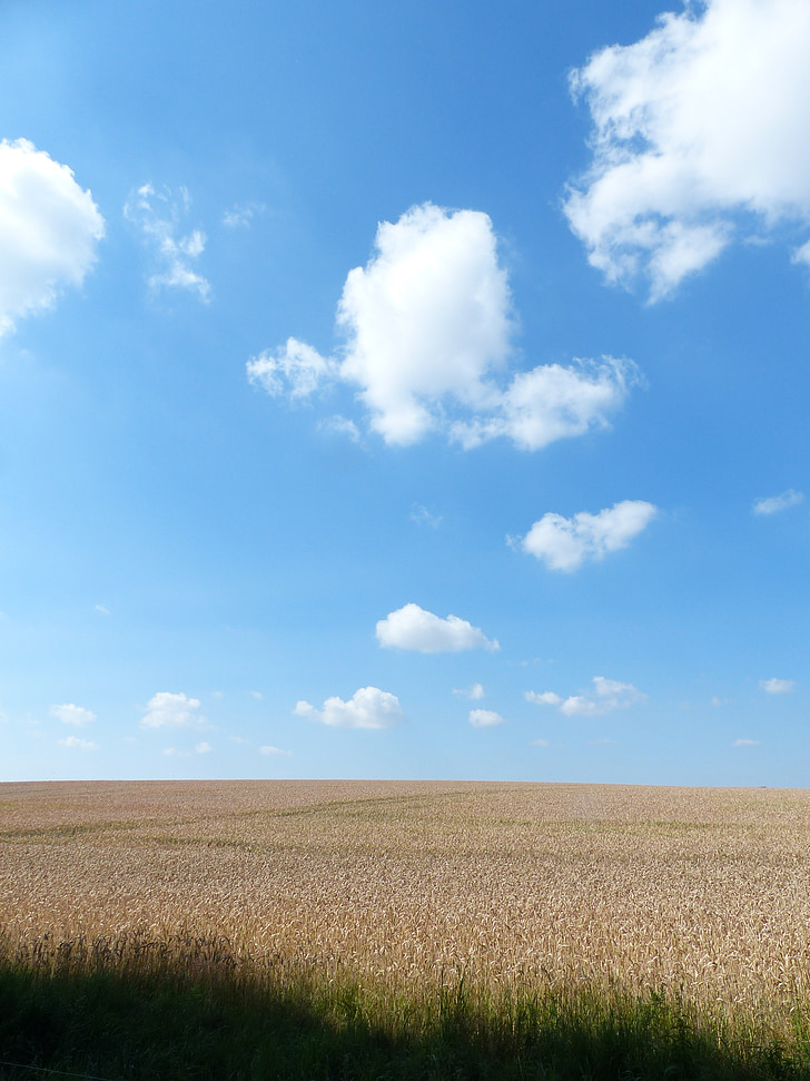 kukuřičné pole, léto, mraky, obloha, pole, modrá, na orné půdě