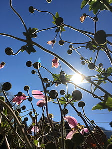 jesensko cvetje, slezenovec, sonce, slezenasto mallow