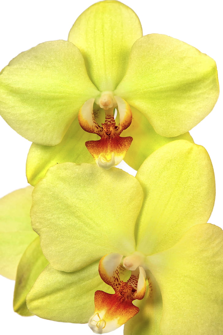 Anggrek, phalaenopsis, eksotis, kuning, merah, Orange, lemon