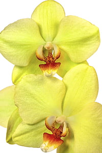 Orquídea, Phalaenopsis, exóticos, amarillo, rojo, naranja, limón