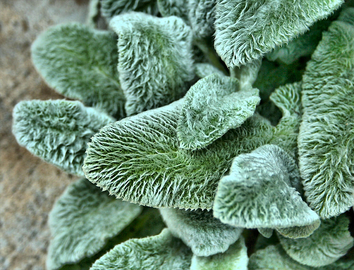 lambs ear, texture, fuzzy, plant, garden, ground cover, nature