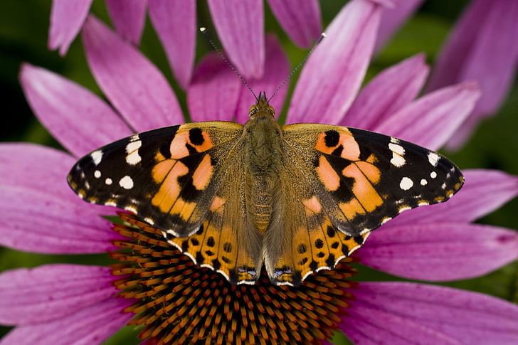 motýl, Echinacea, Letní klobouk, makro, Příroda, jaro, silná