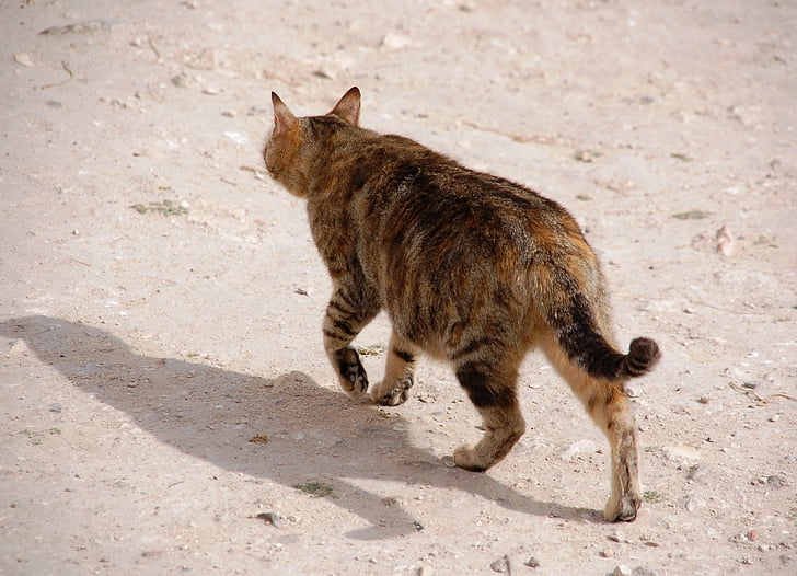 vandrende, katten, Tomcat, innenlands cat, hjemløse, pels, mann