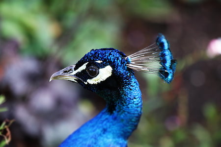 paon, oiseau, bleu, nature, plume, queue, coloré