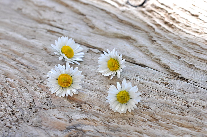 daisy, white, flowers, wood, nature