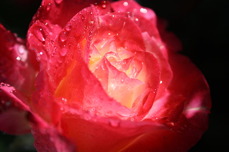 rose, rain, raindrops, flower, petal, dew, romance