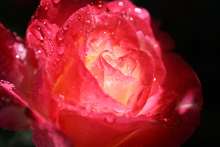 rose, rain, raindrops, flower, petal, dew, romance