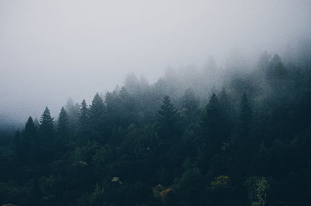 foggy, mountain, cloud, clouds, tree, wood, pine forest