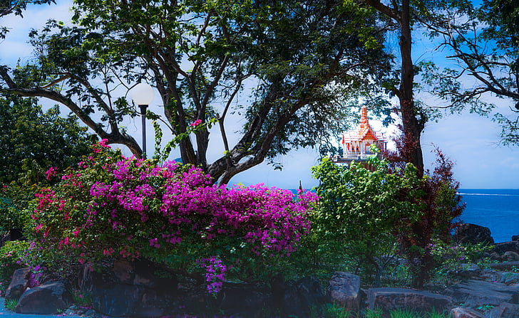 tour de l’île phi phi, Phuket, Thaïlande, jardin, fleurs, Tropical, mer