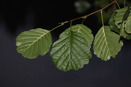 Alder, malam, cabang dengan daun