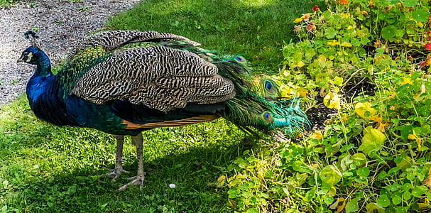 Peacock, sininen, kirkas, väri, Majestic, Luonto, vihreä