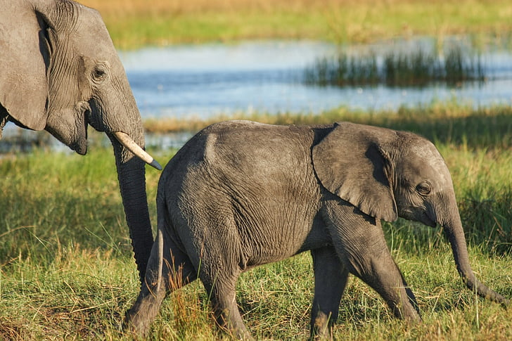 elefánt, Safari, vadonban, okavanga delta, Afrika, Dél-Afrika, vadon élő állatok fotózás