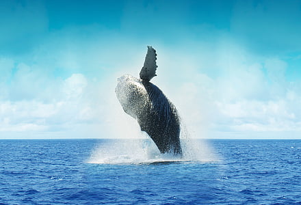 baleia, cabo, México, oceano, água