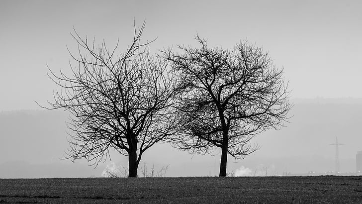 black and white, trees, black and white photo, scenic, landscape, mood, silent
