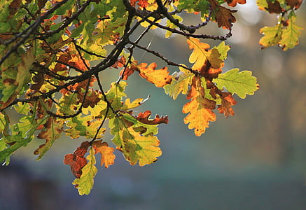 ozols, ozola lapas, rudenī zaļumiem, rudens krāsas, krāsains lapas, rudens, Leaf