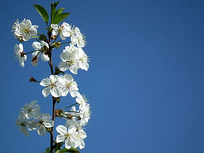 flower, cherry, the leaves of the branch, spring, white, bloom, leaves