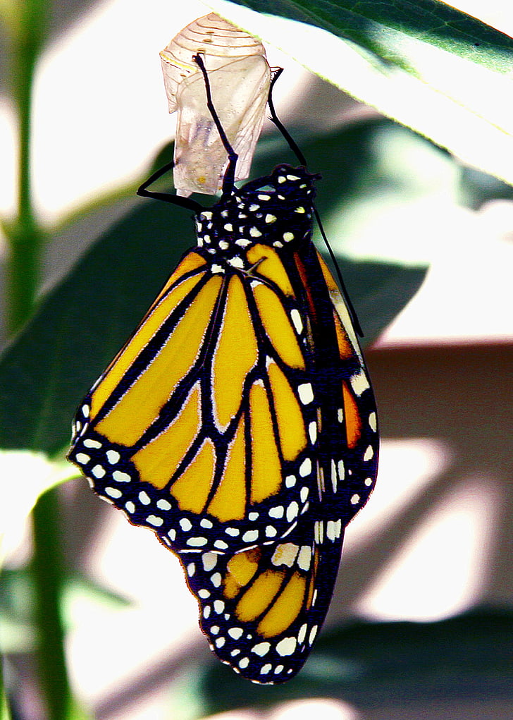 Motyl, Monarcha, Monarch butterfly, Natura, zwierząt, owad, Motyl - owad