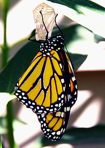 papallona, monarca, Papallona monarca, natura, animal, insecte, papallona - insecte
