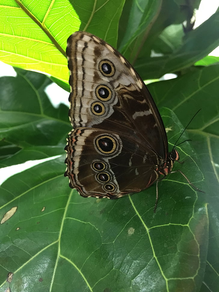 Метелик, Природа, крило