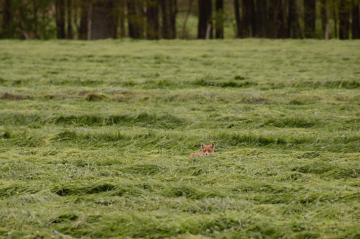 Lapsēns, Red fox, lapsa kucēns, savvaļas suns