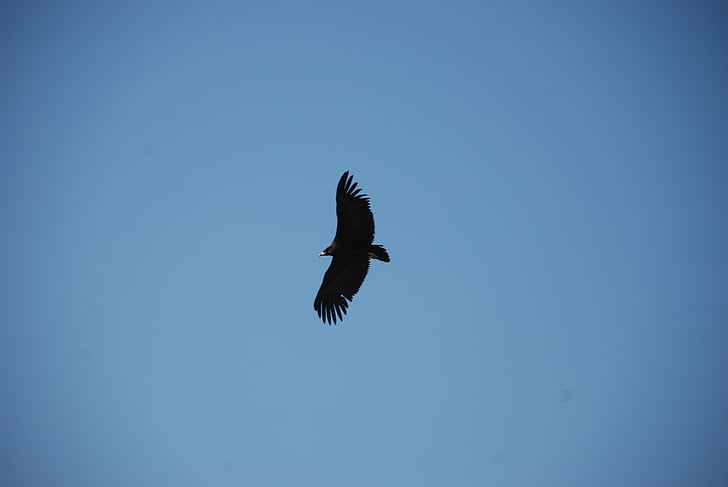 Eagle, Sky, vidsträckta