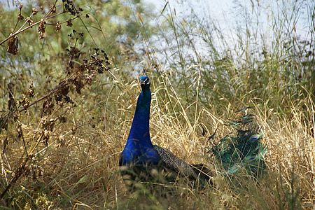 paon, mâle, dans l’herbe, bleu, oiseau, paon korunkatý, plume