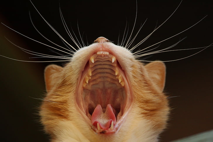 кішка, позіхання, котячих, крупним планом, вуса, рот, язик