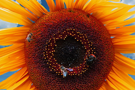 bunga matahari, musim panas, lebah, Hummel, Blossom, mekar, serbuk sari
