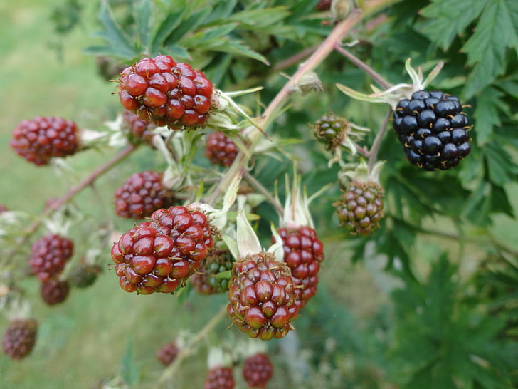 blackberries, berries, nature, edible, fruits, delicious, sweet