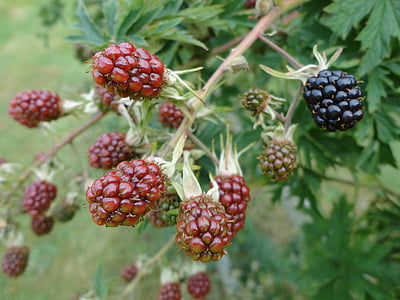 黑莓, 浆果, 自然, 食用, 水果, 美味, 甜