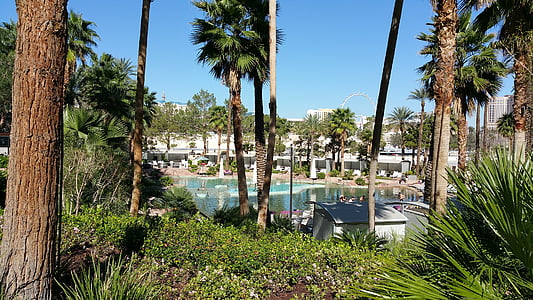 бассейн сторона, воды, Пальмовые деревья, Лас-Вегас