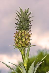 mini ananas, ananas, planen, spise, Tropical, frugt, lille