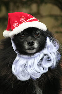 собака, Санта, домашнее животное, животное, Рождество, Xmas, праздник