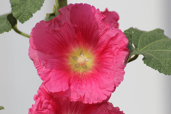 rosa d'archivio, baby rosa, Alcea rosea, Althaea rosea, Hollyhock, rosa di pioppo, giardino di rose Stock