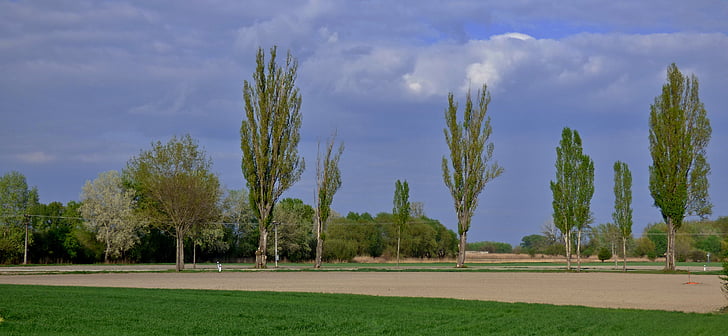 trees, path, the sky