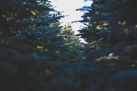 zielony, drzewa, Evergreen, Boże Narodzenie, Natura, lasu, Woods