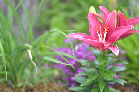 lily, pink, flower, floral, nature, blossom, plant