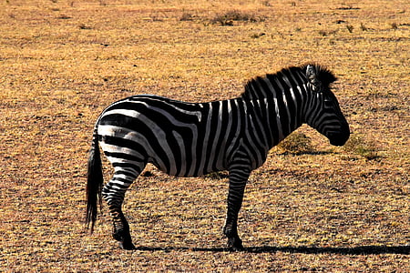 dzikich zwierząt, Zebra, Tanzania, Natura, Afryka, zwierząt, Safari