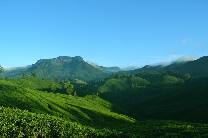 Munnar, Kerala, India, természet, táj, tea, ültetvény
