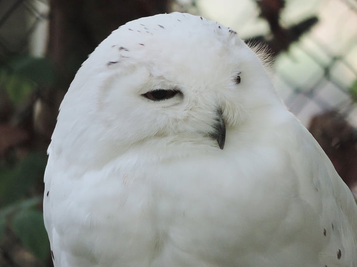 Pöllö, Snow owl, valkoinen, lintu, Zoo, luontokuvaukseen