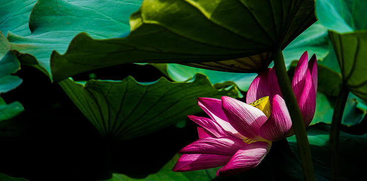 Lotus, kvet, rastlín, vegetácie, Príroda, Lotus Lekno, Lekno