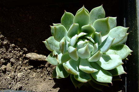 echeveria lola, succulent, round, plant, cacti, green, food and drink